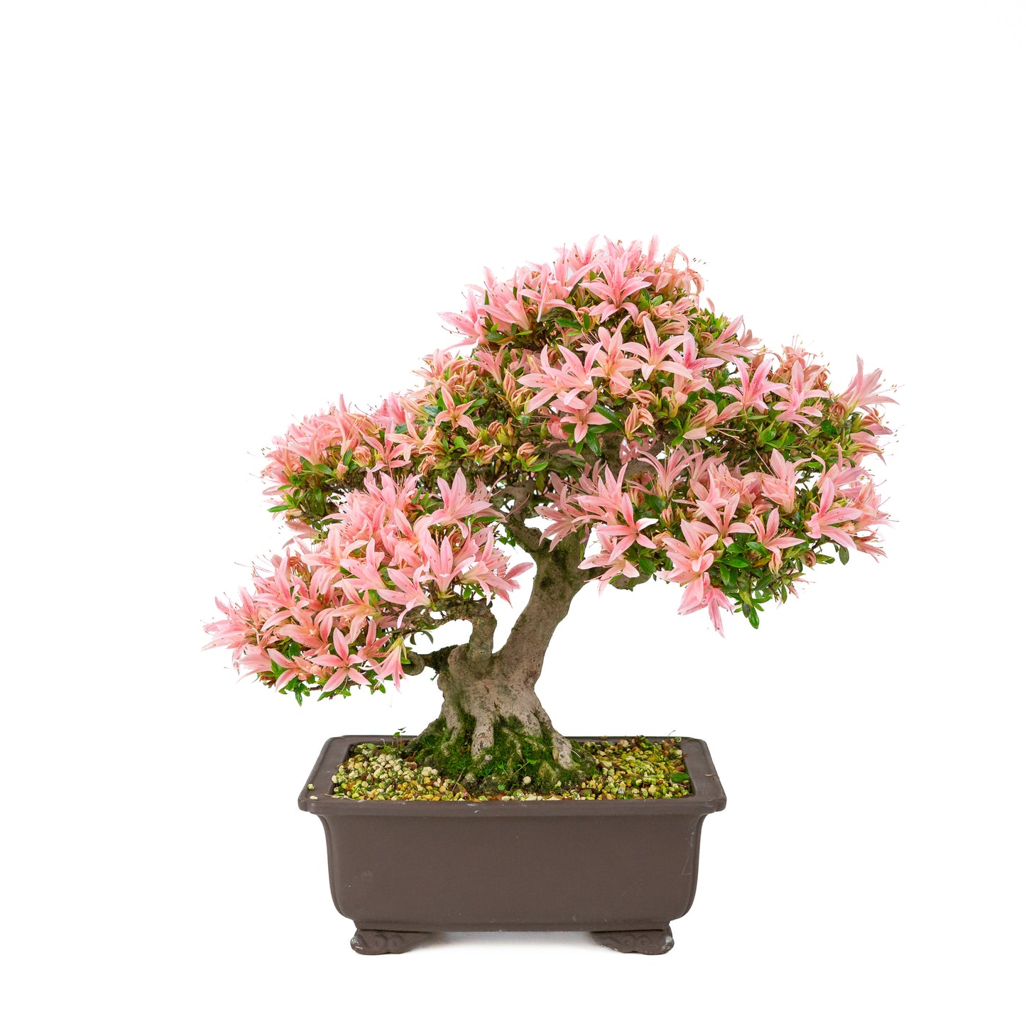 Rhododendron indicum (satsuki azalea), hoogte ~41cm