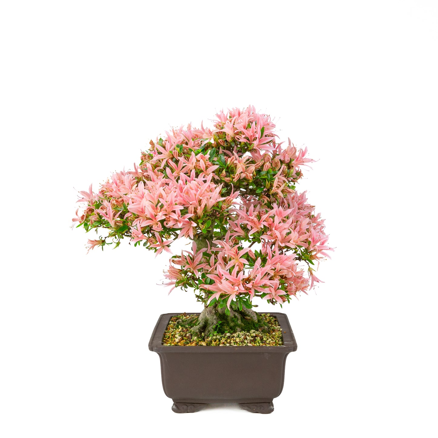 Rhododendron indicum (satsuki azalea), hoogte ~41cm