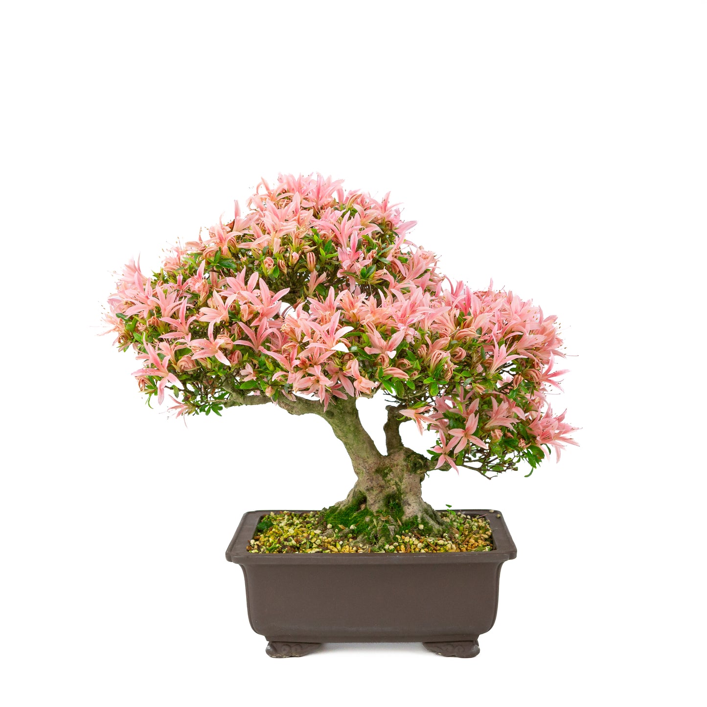 Rhododendron indicum (satsuki azalea), hoogte ~41cm