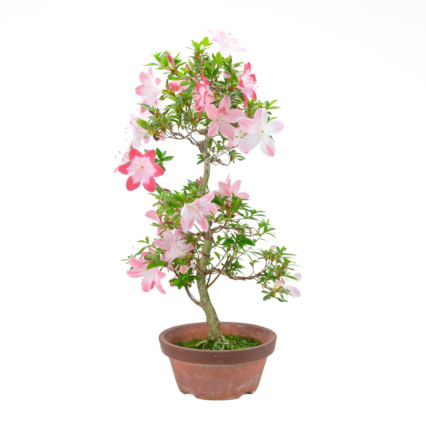 Rhododendron indicum 'Hatsukoi' (satsuki azalea), hoogte ~63cm