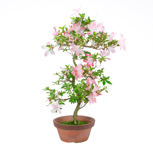 Rhododendron indicum 'Hatsukoi' (satsuki azalea), hoogte ~63cm