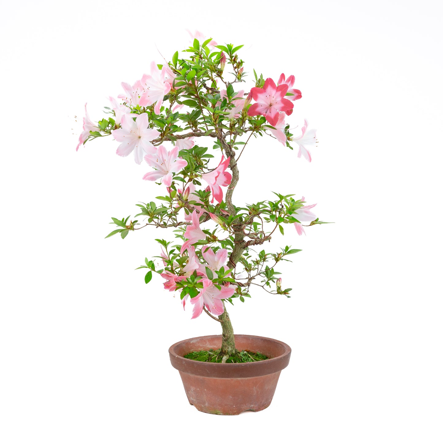 Rhododendron indicum 'Hatsukoi' (satsuki azalea), hoogte ~63cm