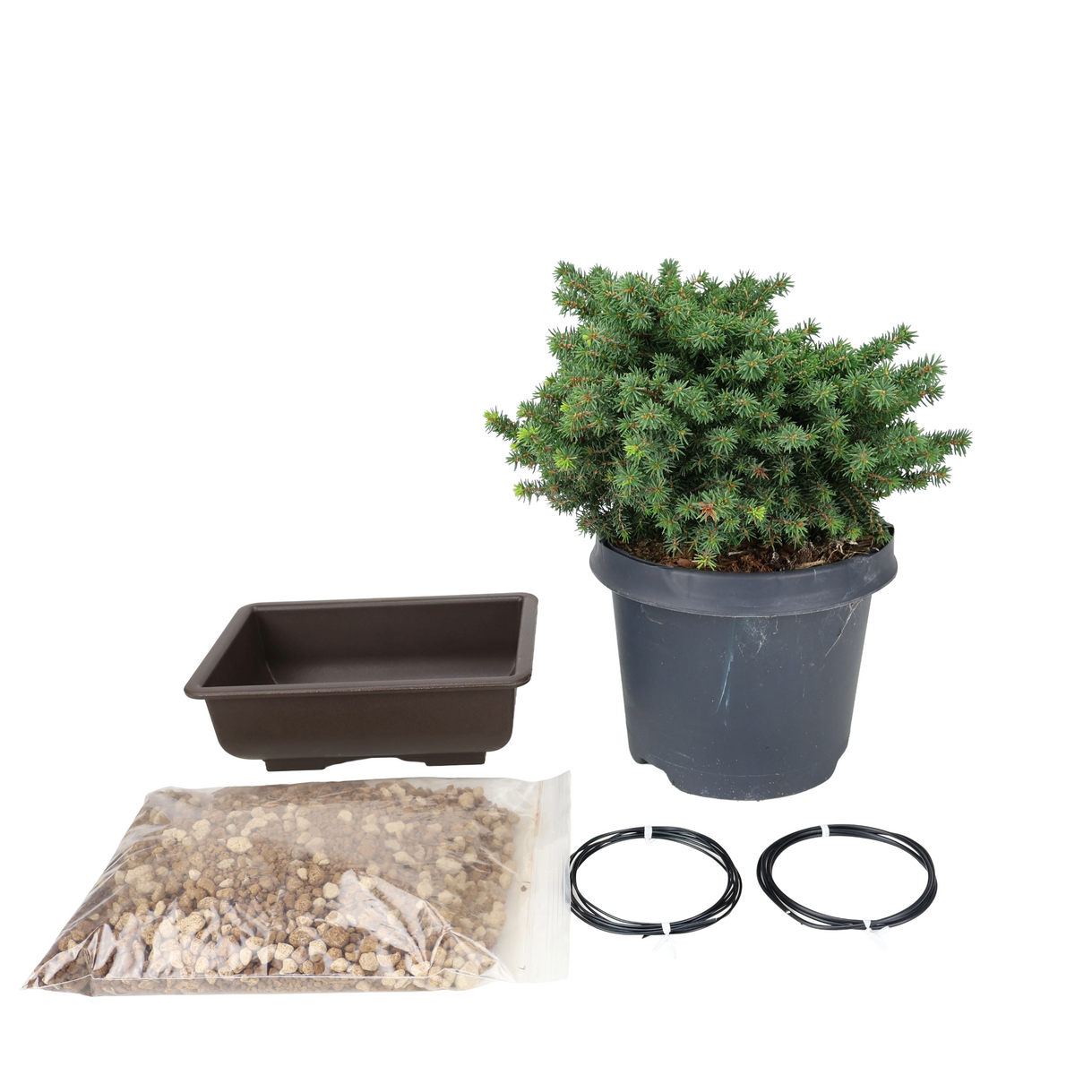 Starterpakket Picea abies (Fijnspar)