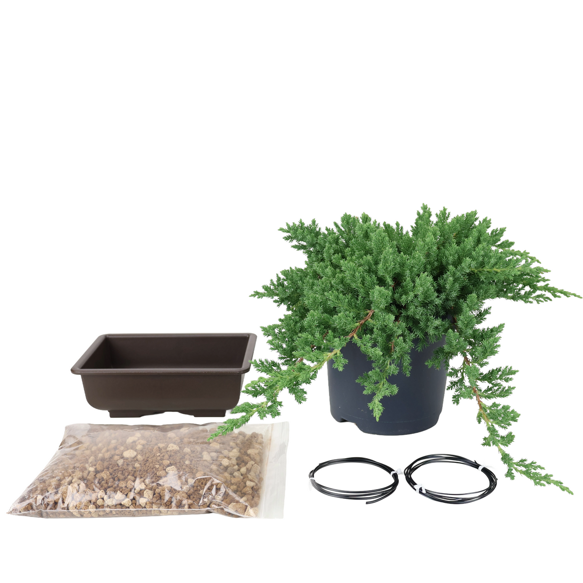 Starterpakket Juniperus procumbens (Dwerg-jeneverbes)