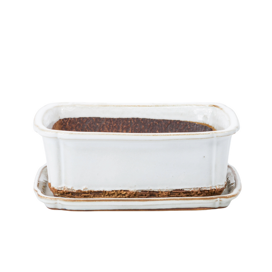 Bonsai pot wit rechthoek 17.5 cm - set