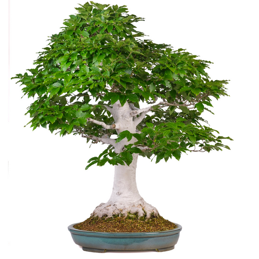 Fagus crenata (Japanse beuk) No. 120, hoogte ~105cm