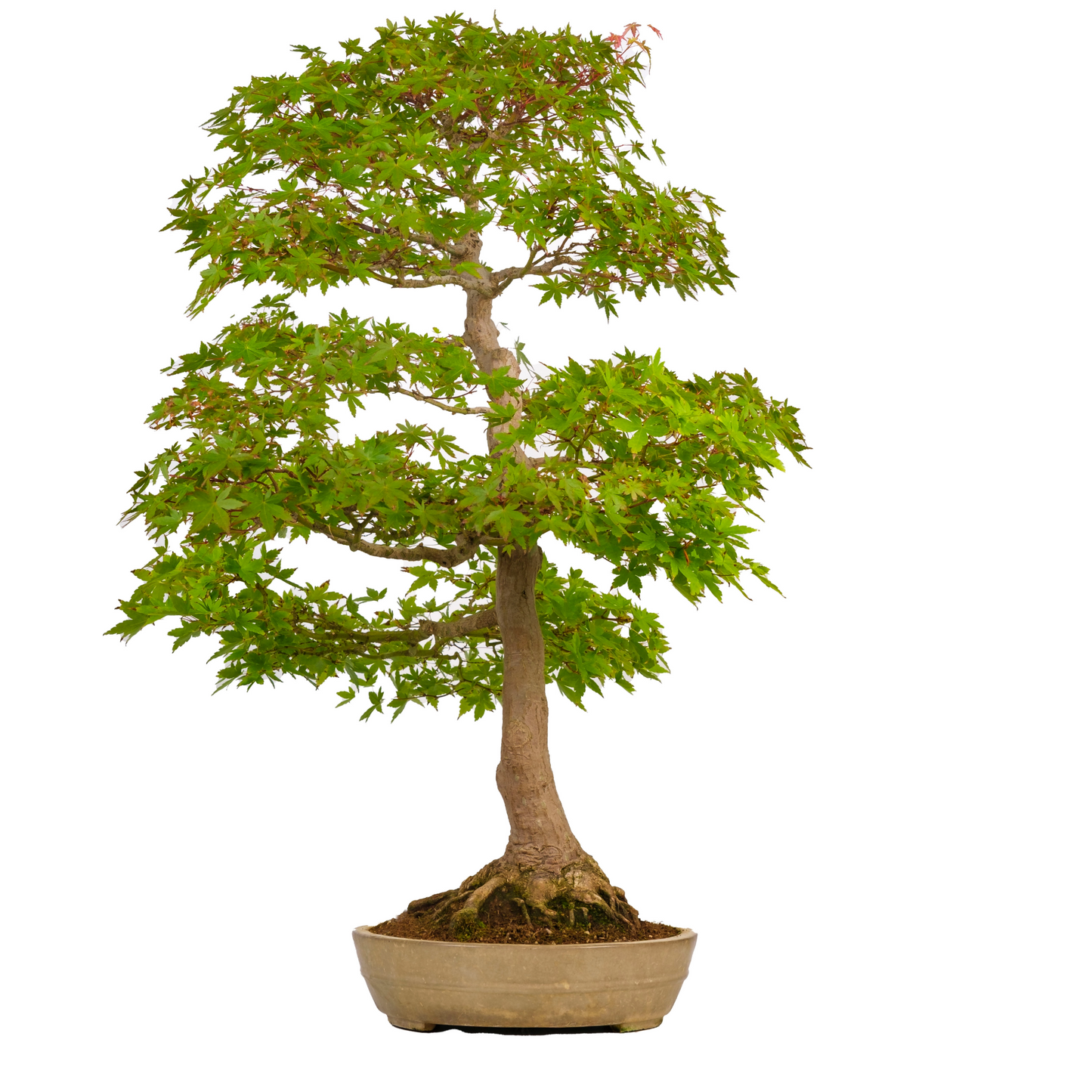 Acer palmatum (Japanse esdoorn) No. 39, hoogte ~90cm