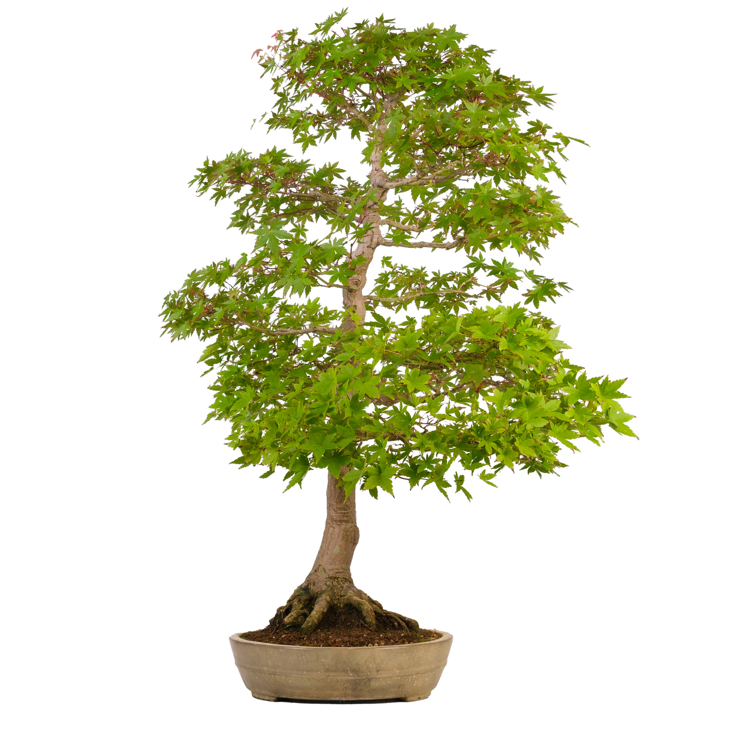 Acer palmatum (Japanse esdoorn) No. 39, hoogte ~90cm