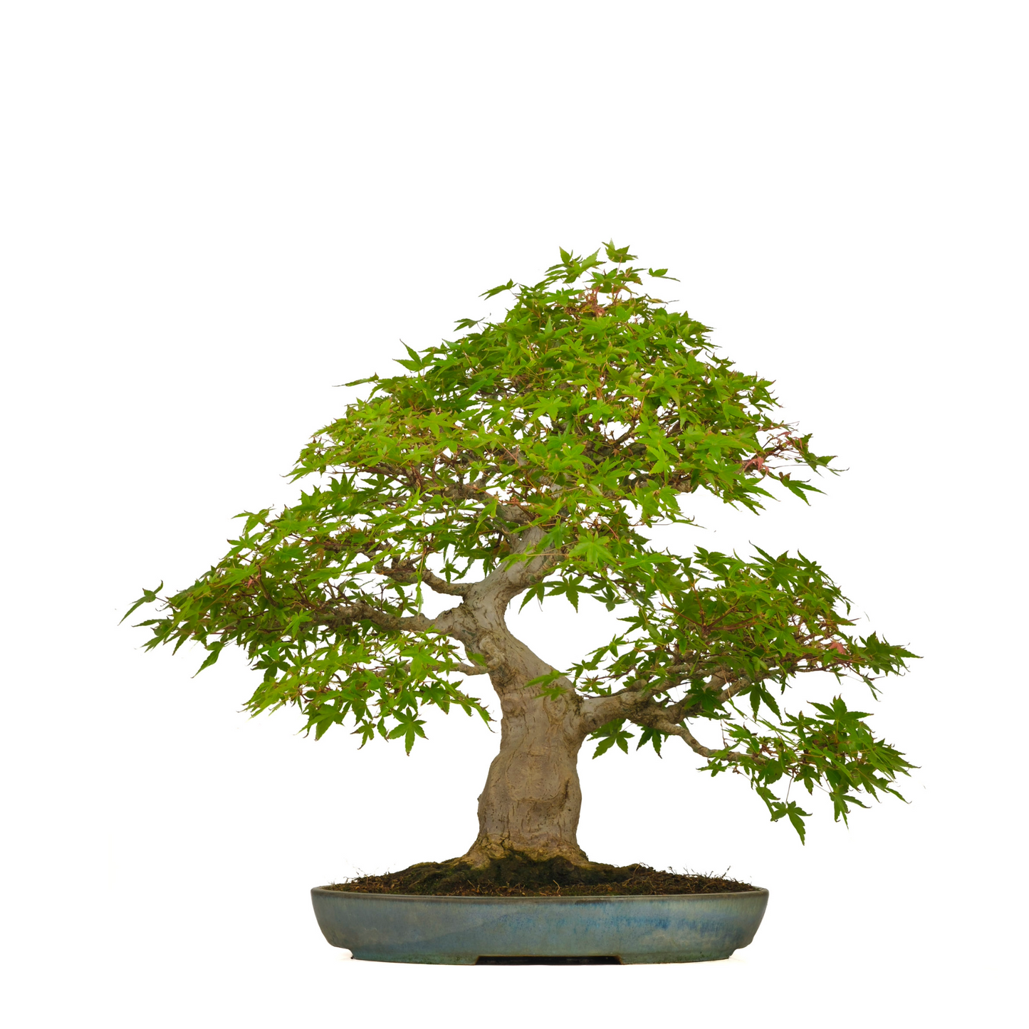 Acer palmatum (Japanse esdoorn) No. 54, hoogte ~65cm