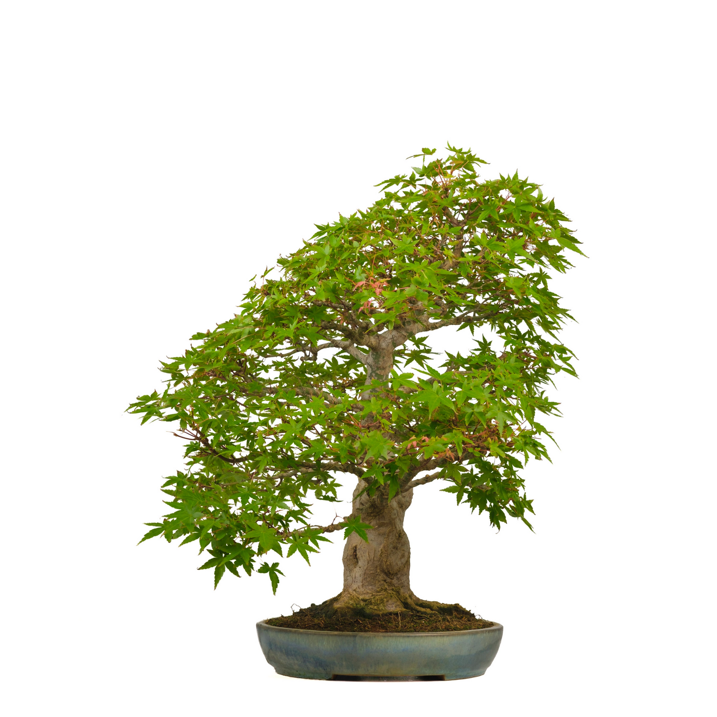 Acer palmatum (Japanse esdoorn) No. 54, hoogte ~65cm