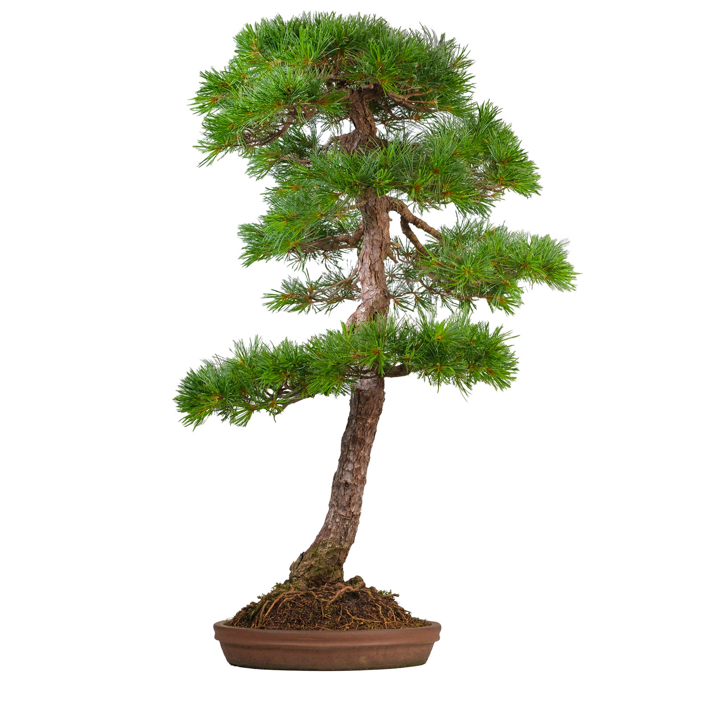Pinus thunbergii (zwarte den) No. 51, hoogte ~112cm