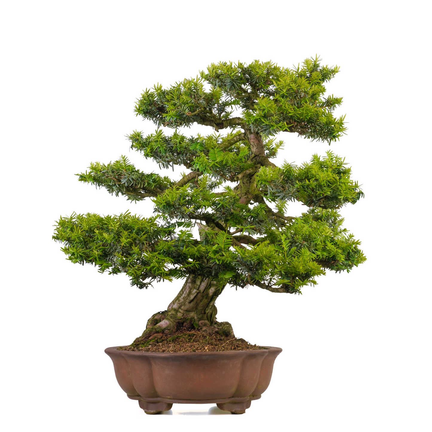 Taxus cuspidata (Japanse taxus) No. 102, hoogte ~75cm