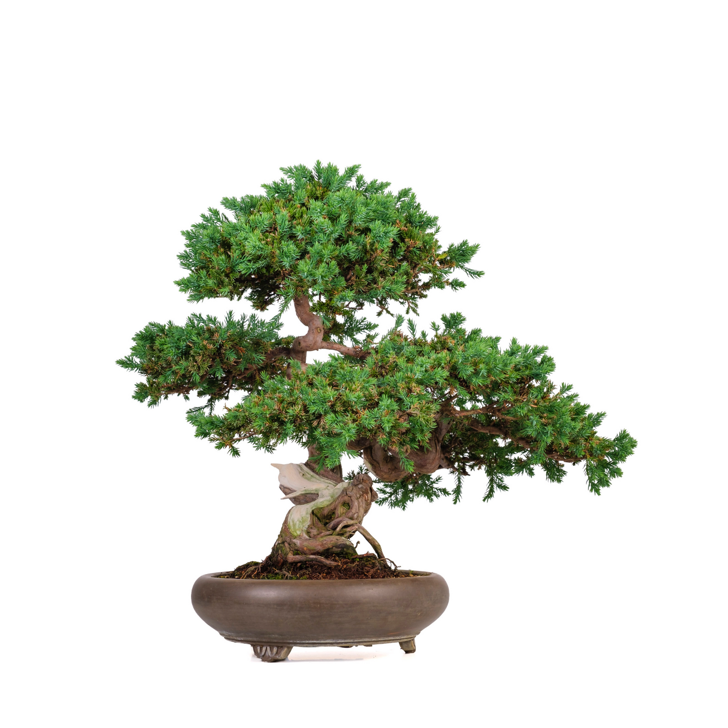 Juniperus procumbens (jeneverbes) No. 6, hoogte ~50cm