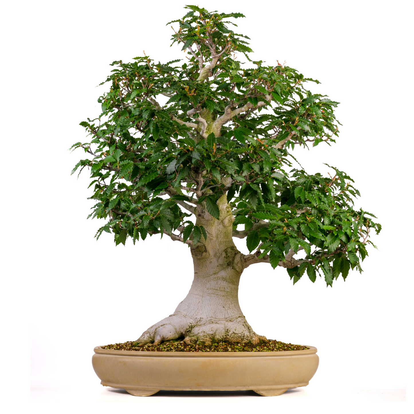 Fagus crenata (Japanse beuk) No. 117, hoogte ~95cm