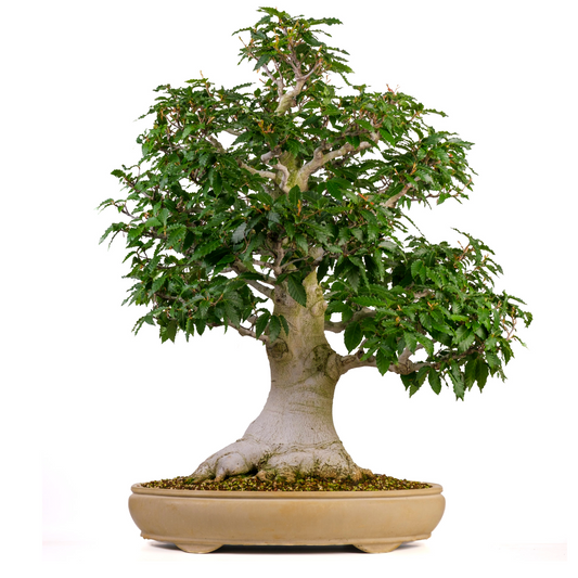 Fagus crenata (Japanse beuk) No. 117, hoogte ~95cm
