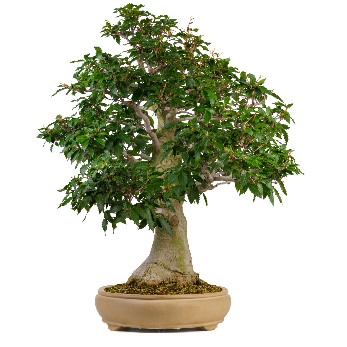 Fagus crenata (Japanse beuk) No. 117, hoogte ~95cm