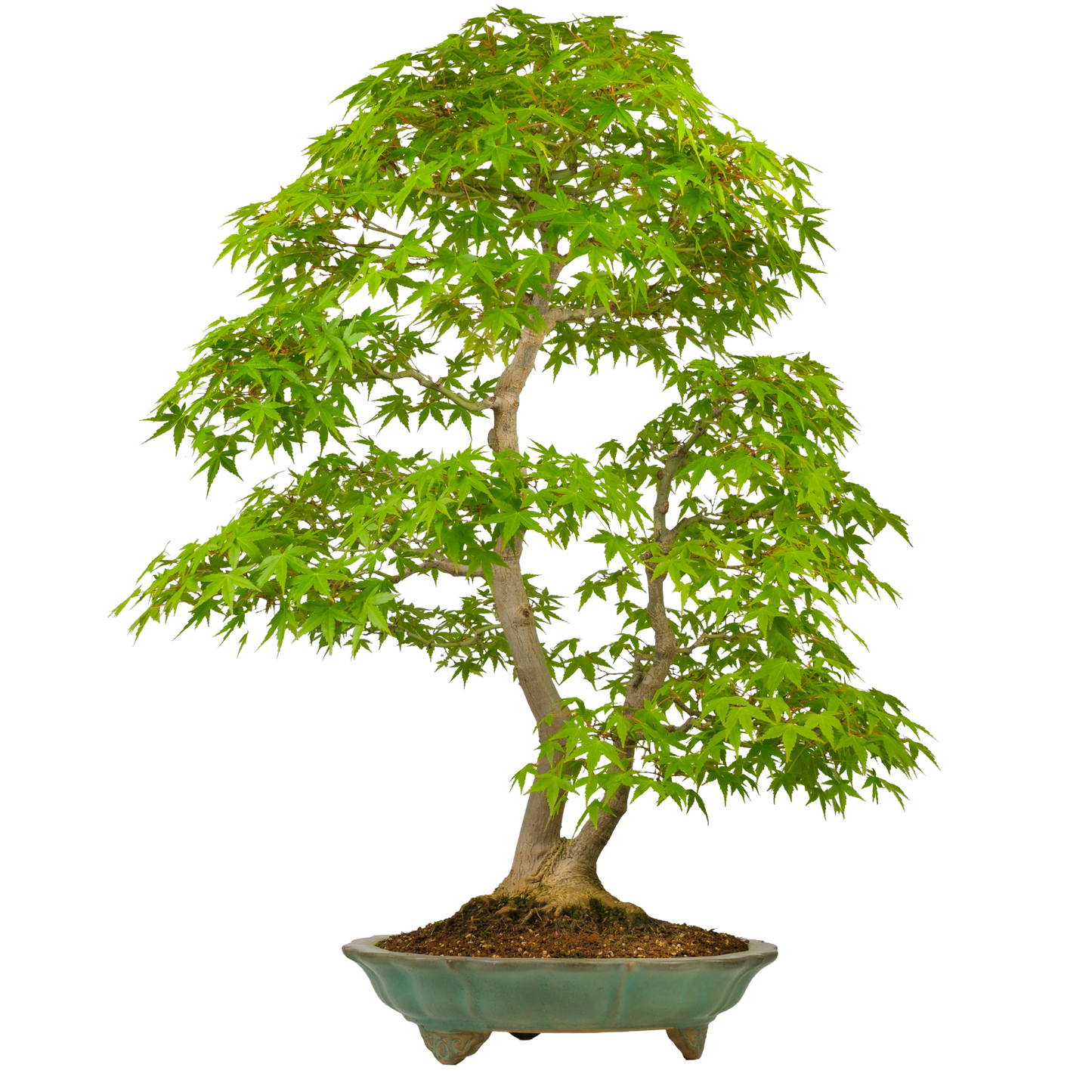 Acer palmatum (Japanse esdoorn) No. 43, hoogte ~82cm