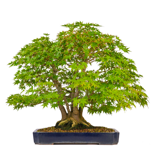 Acer palmatum (Japanse esdoorn) No. 17, hoogte ~66cm