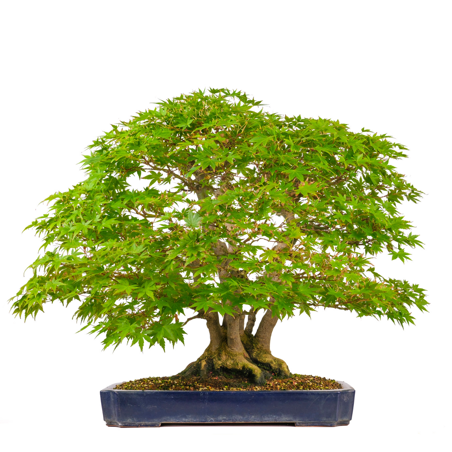 Acer palmatum (Japanse esdoorn) No. 17, hoogte ~66cm