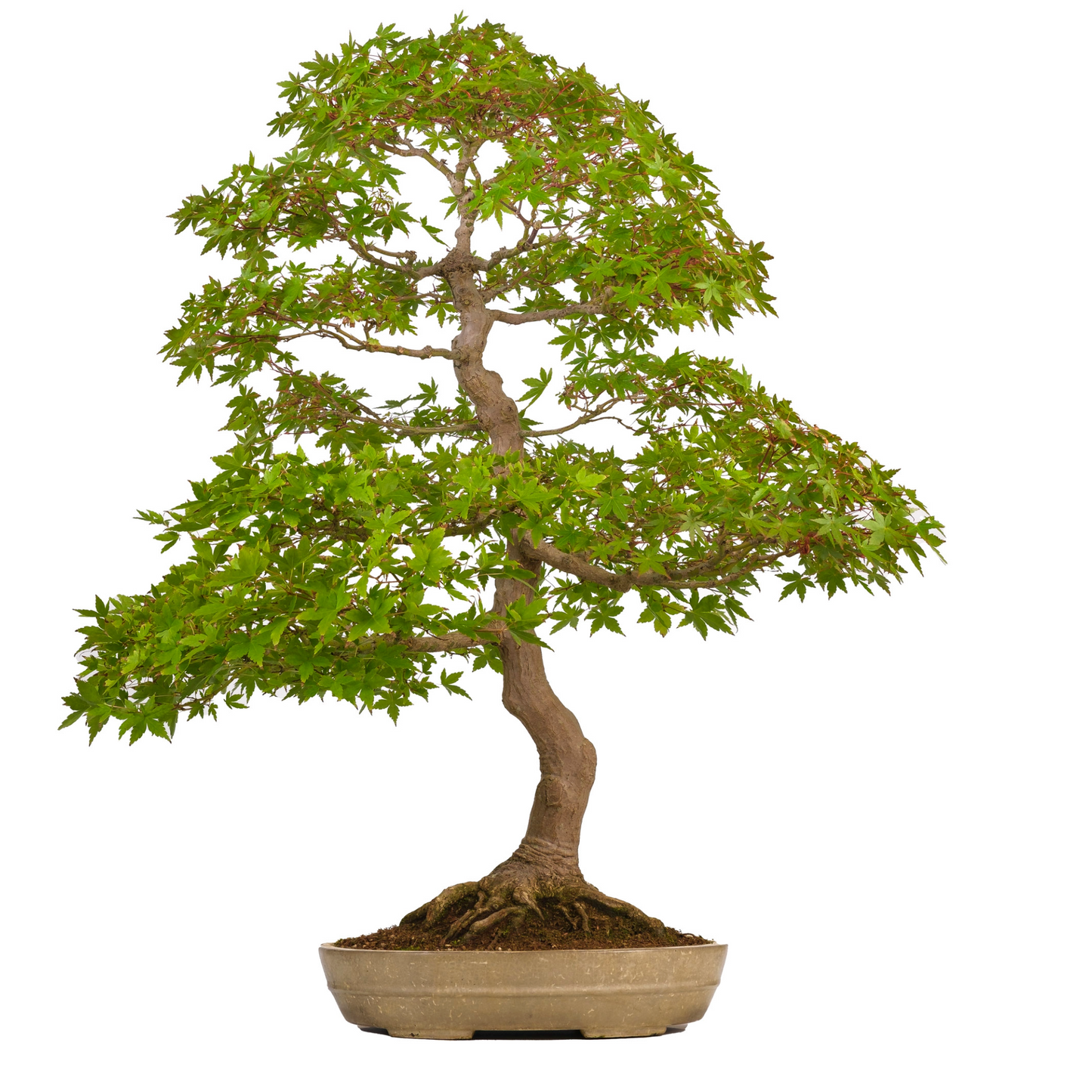 Acer palmatum (Japanse esdoorn) No. 39, hoogte ~90cm