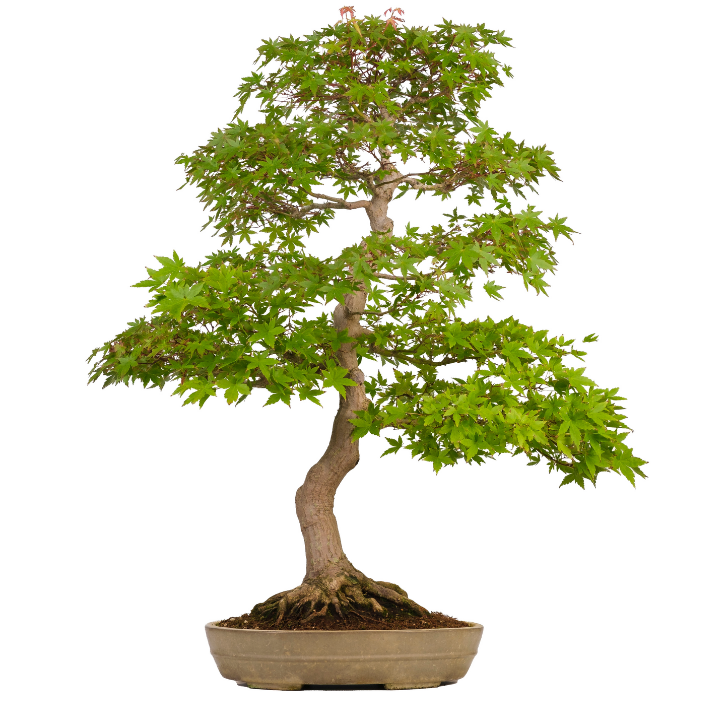 Acer palmatum (Japanse esdoorn) No. 39, hoogte ~90cm