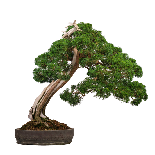 Juniperus chinensis (Chinese jeneverbes) No. 60, hoogte ~75cm