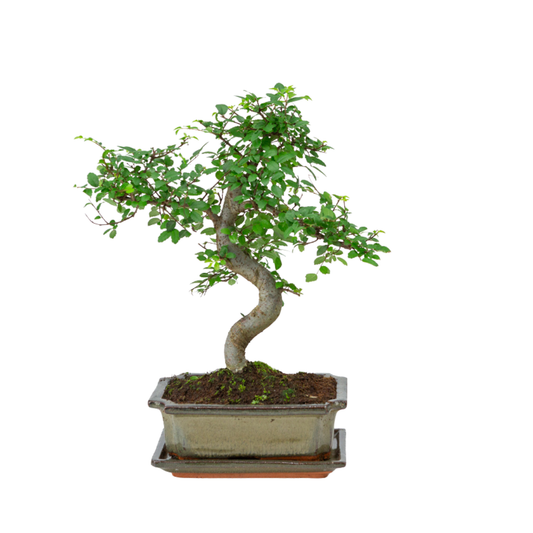 Zelkova Bonsai in groene pot 20cm, hoogte ~35cm