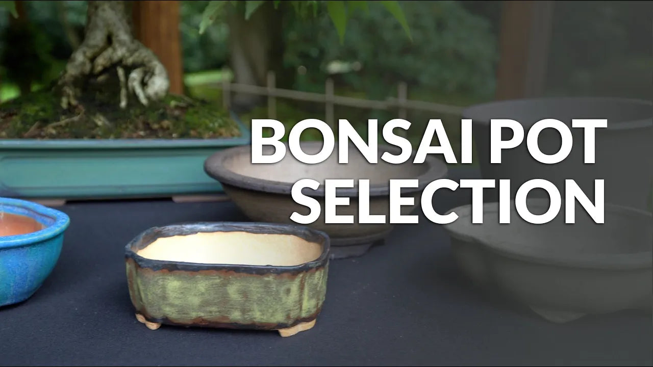 Mooie Bonsai-boom in Pot Geïsoleerd Op Wit Stock Afbeelding - Image of Mooie Bonsai-boom in Pot Geïsoleerd Op Wit Stock Afbeelding - Image of