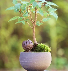 Bonsai mestkorfjes Kikuwa petite dome small (10 stuks)