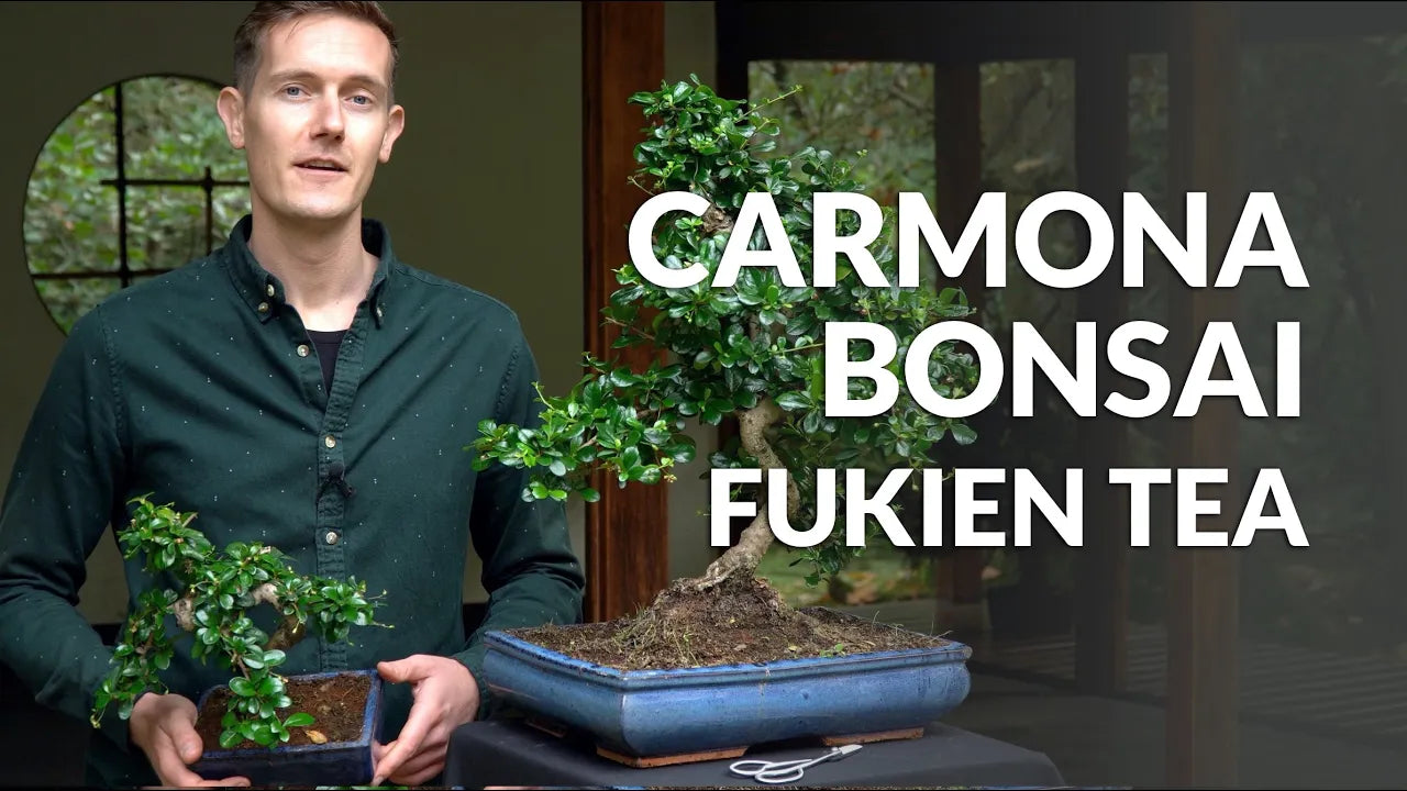 Video laden: Video over de verzorging van Carmona Bonsai