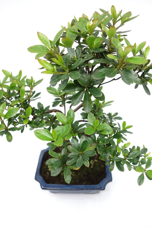 Buiten Bonsai Rhododendron blauwe rechthoekige pot 15cm, hoogte ~ 30cm