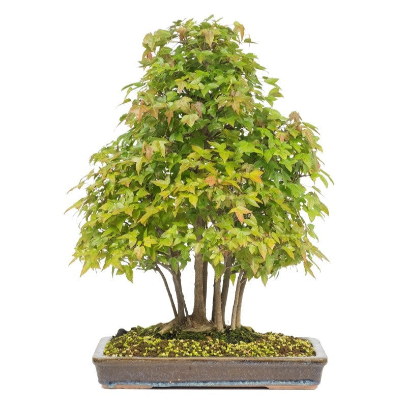 Outdoor Bonsai Acer buergerianum ongeglazuurde rechthoekige pot 32cm, hoogte ~50cm 