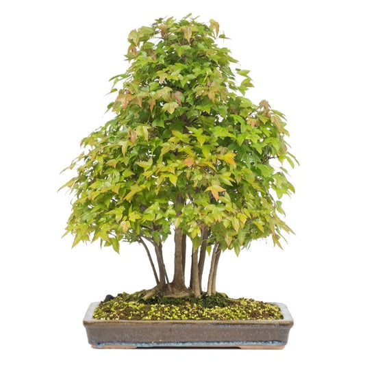 Outdoor Bonsai Acer buergerianum ongeglazuurde rechthoekige pot 32cm, hoogte ~50cm 