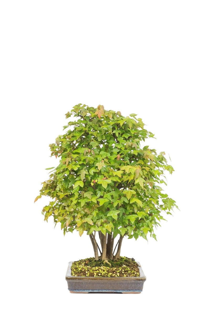 Outdoor Bonsai Acer buergerianum ongeglazuurde rechthoekige pot 32cm, hoogte ~50cm 