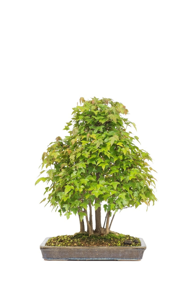 Outdoor Bonsai Acer buergerianum ongeglazuurde rechthoekige pot 32cm, hoogte ~50cm 