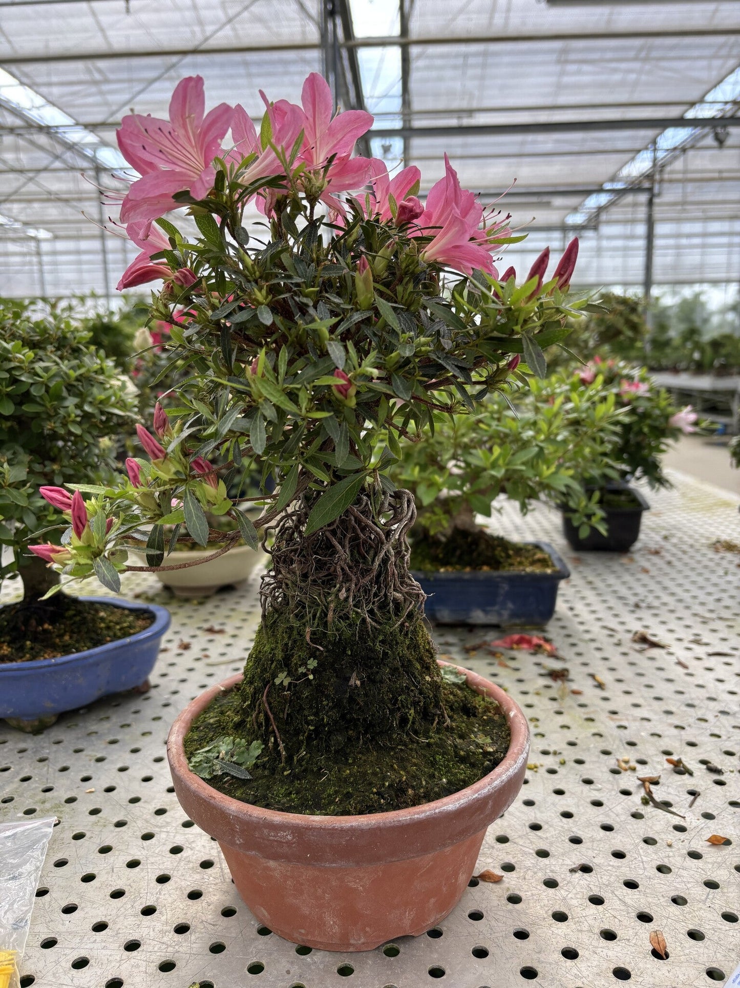 Buiten Bonsai Rhododendron indicum ''Shorin' terracotta pot 19cm, hoogte ~35cm