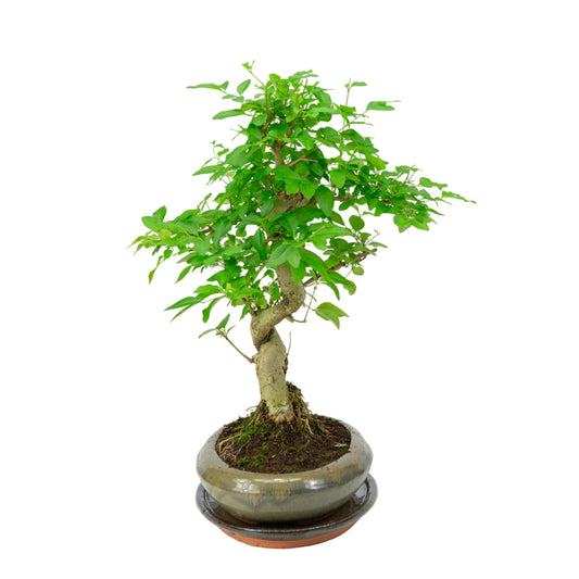 Ligustrum sinensis Bonsai in groene pot 24cm, hoogte ~40cm