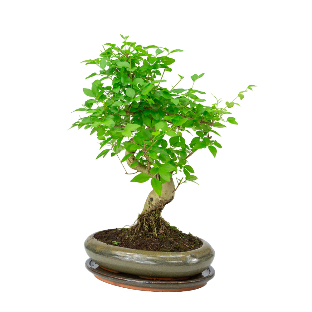 Ligustrum sinensis Bonsai in groene pot 24cm, hoogte ~40cm