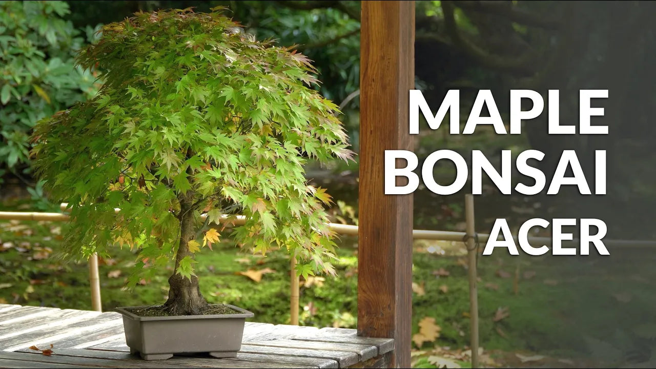 Video laden: Video over de verzorging van Esdoorn Bonsai