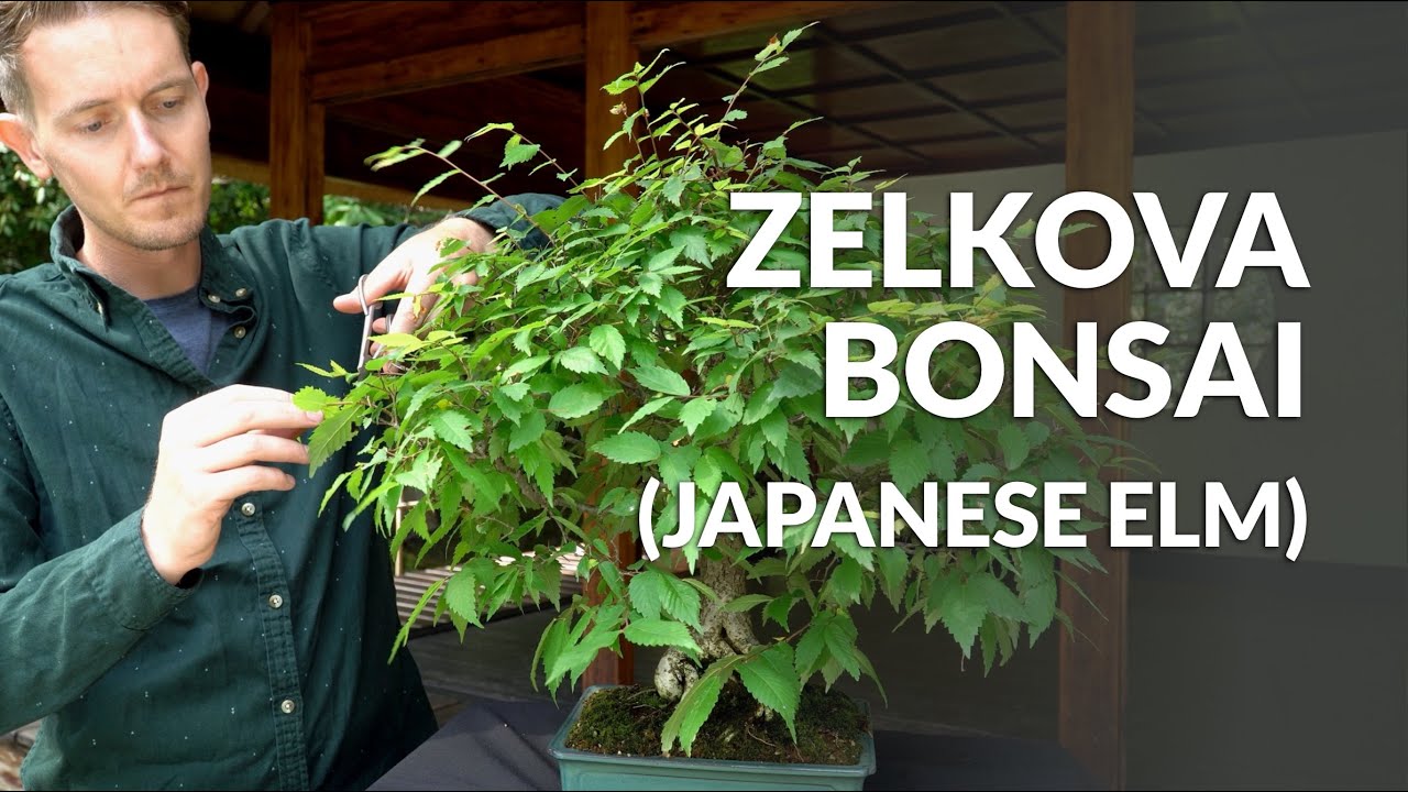 Video laden: Video over de verzorging van Zelkova Bonsai